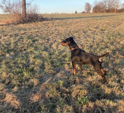 Inzerce psů prodám jagdterriera- pes
