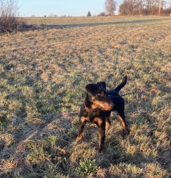 prodám jagdterriera- pes