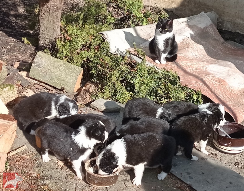 Štěňata border kolie