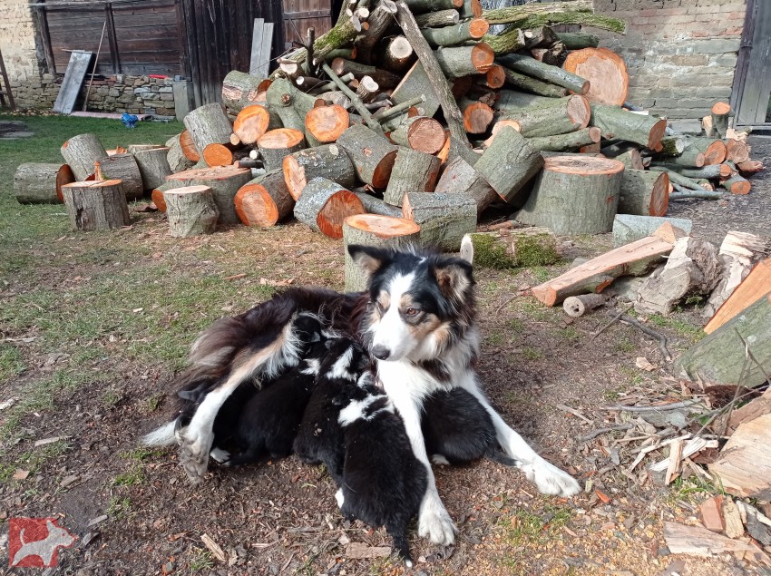 Štěňata border kolie