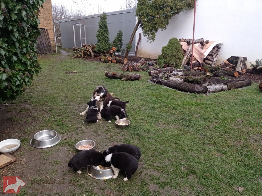 Štěňata border kolie