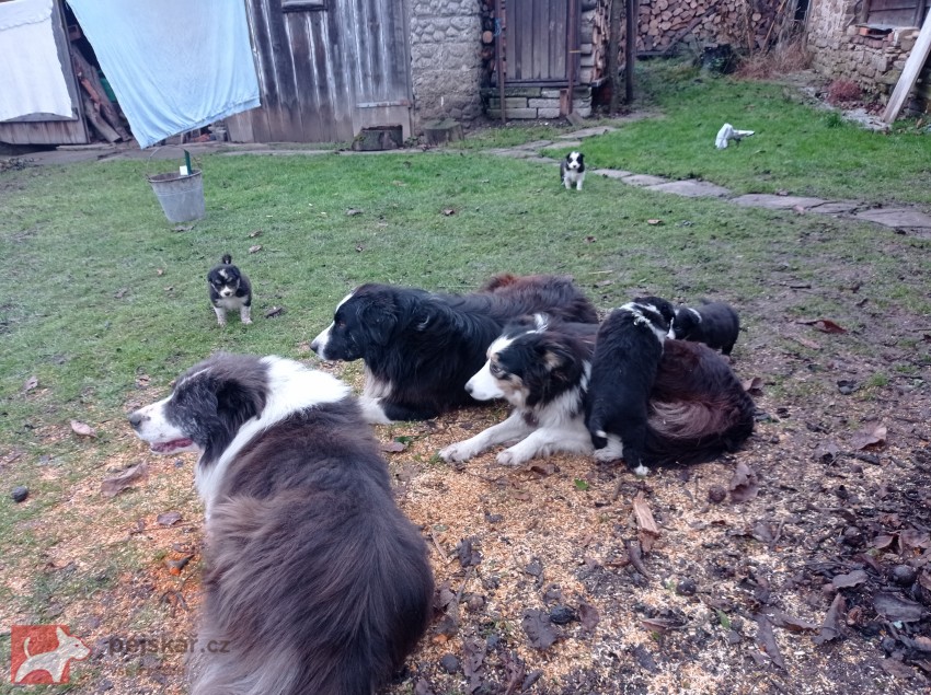 Štěňata border kolie