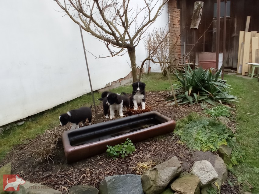 Štěňata border kolie