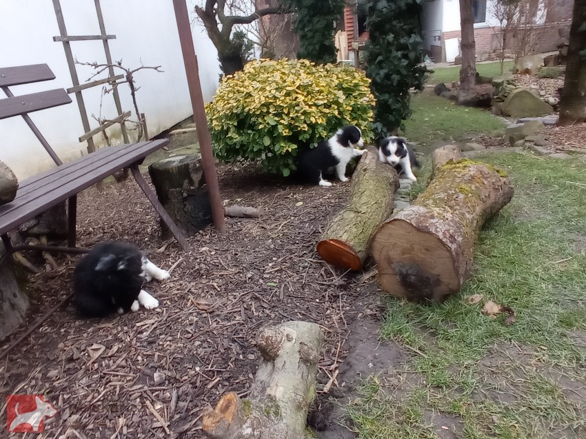 Štěňata border kolie