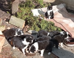 Inzerce psů Štěňata border kolie