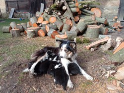 Štěňata border kolie