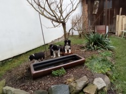 Štěňata border kolie