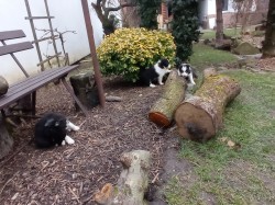 Štěňata border kolie