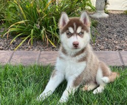 Inzerce psů Čistokrevná štěňata sibiřského huskyho