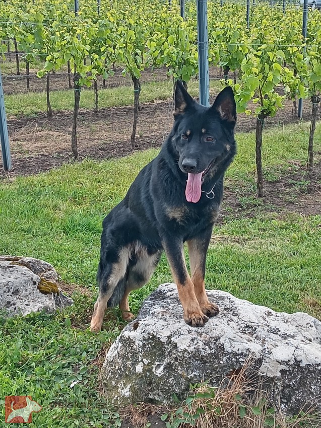 Německý ovčák krycí pes