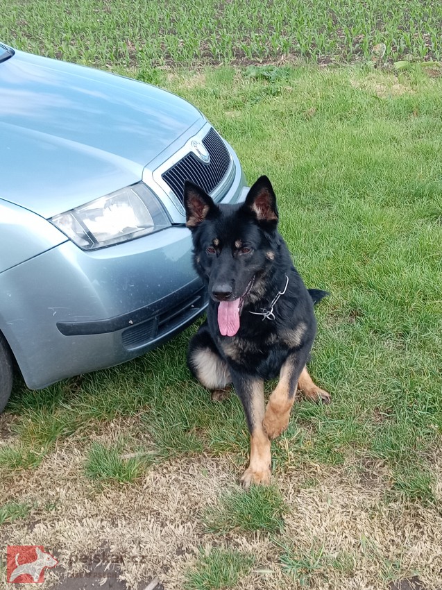 Německý ovčák krycí pes