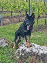 Inzerce psů Německý ovčák krycí pes