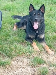 Německý ovčák krycí pes