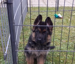 Inzerce psů německý ovčák