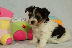 Inzerce psů Krásní Biewer Yorkshire teriéři hledají své trvalé domovy