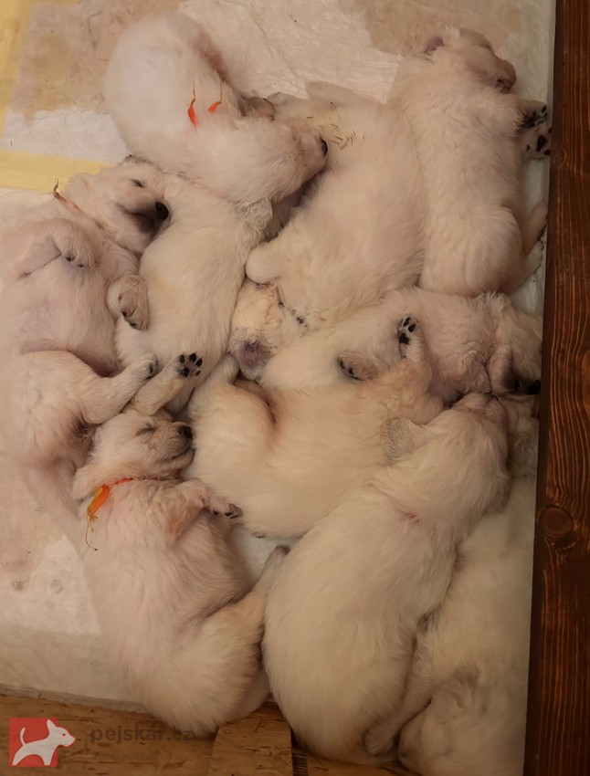 Slovenský čuvač  - štěňátka s PP