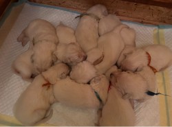 Inzerce psů Slovenský čuvač  - štěňátka s PP