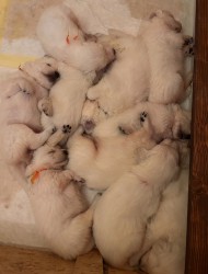 Slovenský čuvač  - štěňátka s PP