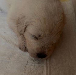 Slovenský čuvač  - štěňátka s PP