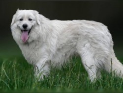 Slovenský čuvač  - štěňátka s PP