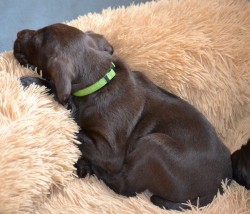 Inzerce psů Pudlpointr s PP