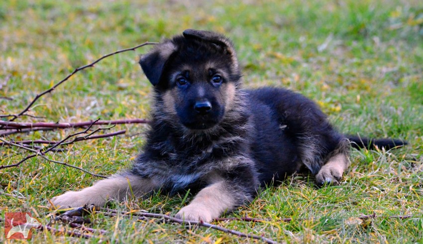Německý ovčák - štěňátka s PP