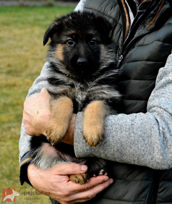 Německý ovčák - štěňátka s PP