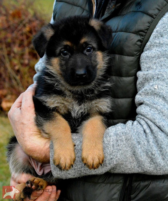 Německý ovčák - štěňátka s PP