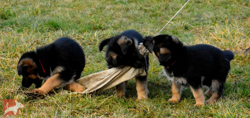 Německý ovčák - štěňátka s PP