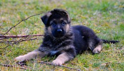 Inzerce psů Německý ovčák - štěňátka s PP