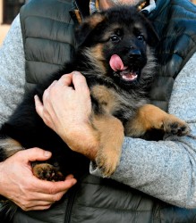 Německý ovčák - štěňátka s PP