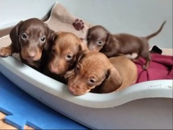 Inzerce psů Jezevčík hladkosrstý trpasličí na prodej