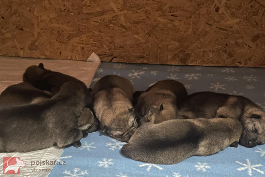 Československý Vlčák s PP  TOP pracovní spojení