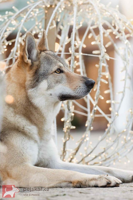 Československý Vlčák s PP  TOP pracovní spojení