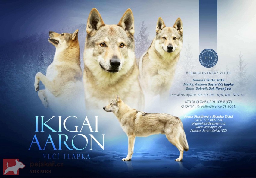 Československý Vlčák s PP  TOP pracovní spojení