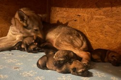 Inzerce psů Československý Vlčák s PP  TOP pracovní spojení