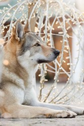 Československý Vlčák s PP  TOP pracovní spojení