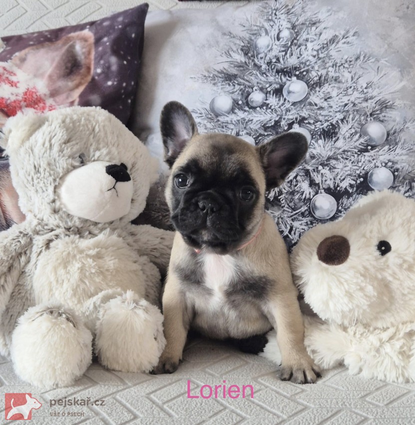 Francouzský buldoček