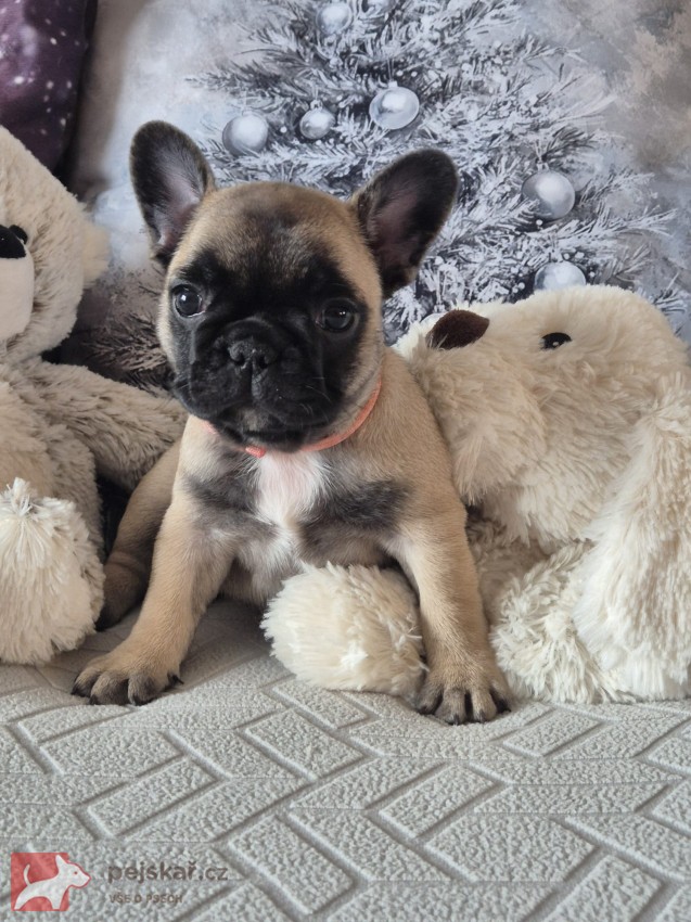 Francouzský buldoček