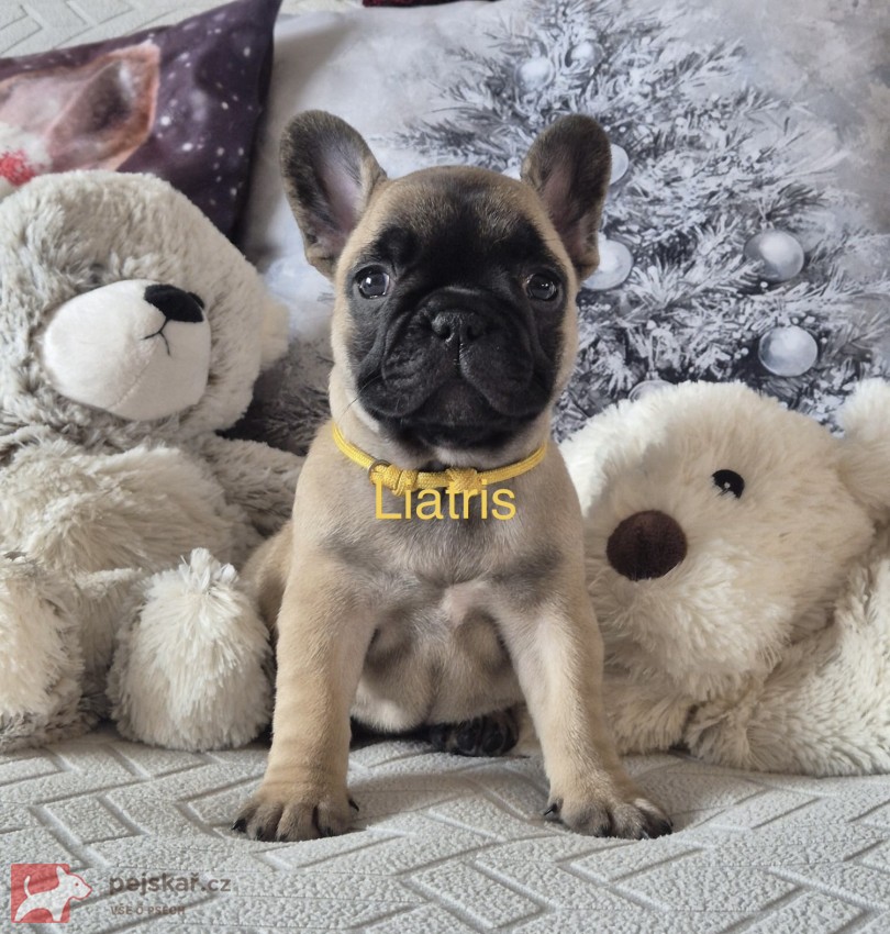 Francouzský buldoček