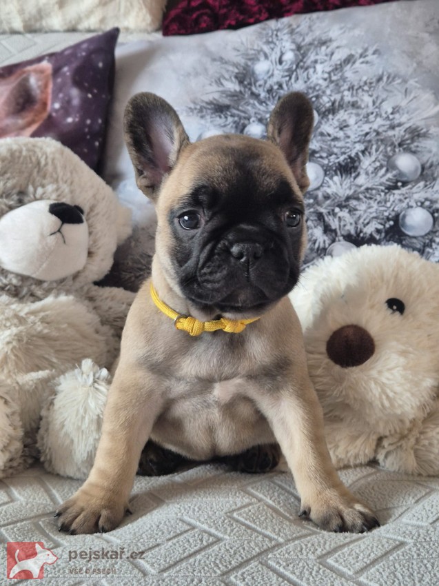 Francouzský buldoček