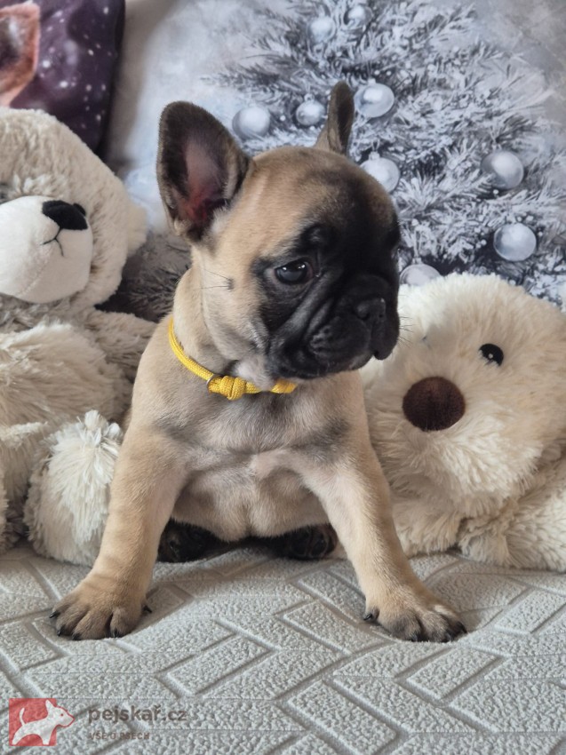 Francouzský buldoček