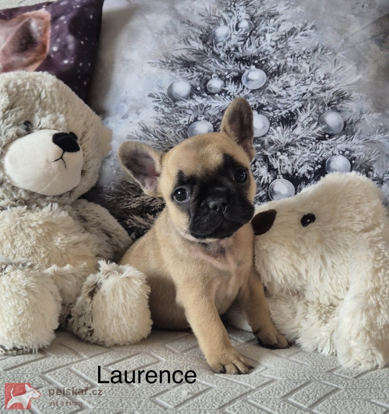 Francouzský buldoček