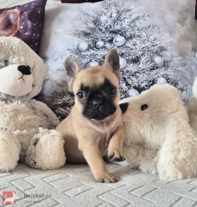 Francouzský buldoček