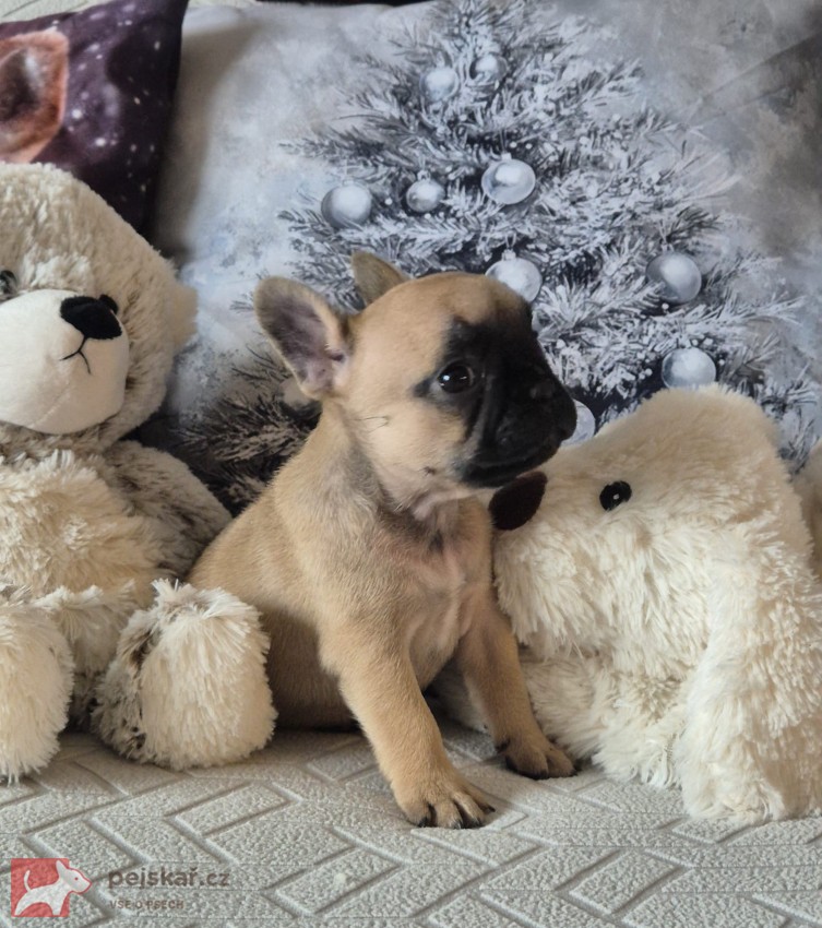 Francouzský buldoček