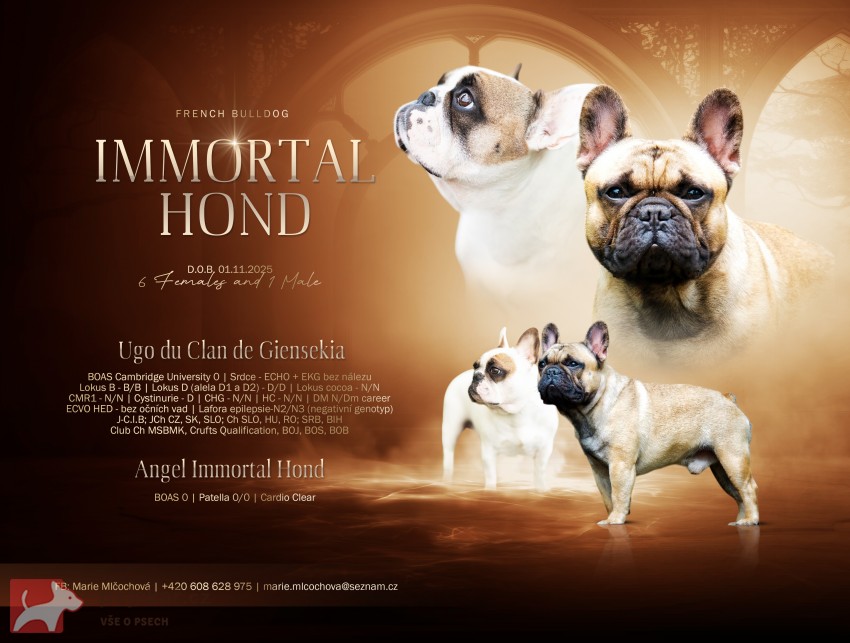 Francouzský buldoček