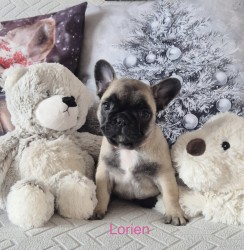 Inzerce psů Francouzský buldoček