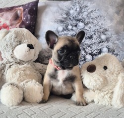 Francouzský buldoček