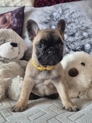 Francouzský buldoček