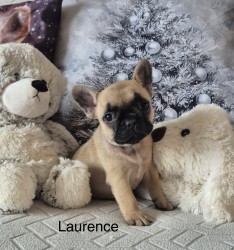 Francouzský buldoček